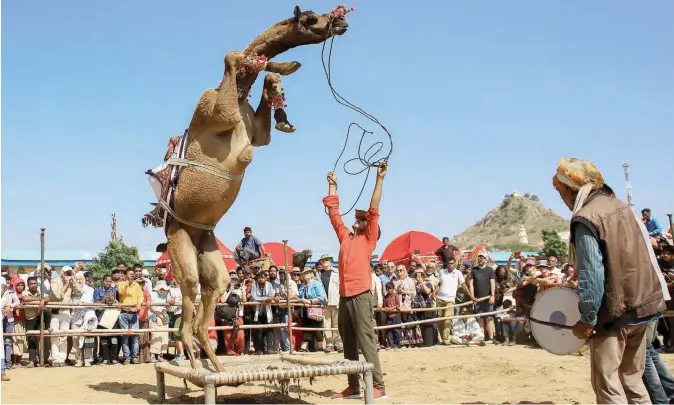  ?? — AFP ?? A camel performs during a ‘dance competitio­n’ held during the Pushkar Camel Fair in Pushkar, in the western state of Rajasthan.