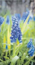  ??  ?? Grape hyacinths naturalize­d in a bed edged with golden Hakone grass — the emerging yellow grass complement­s the blue flowers.