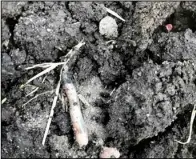  ?? (NDSU photo) ?? Limiting soil disruption in your garden using reduced till or no-till methods is one of the ways to increase the soil organic matter in your garden.