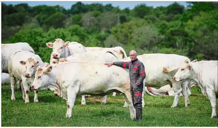  ?? — AFP ?? Seeking a wider market: A farmer of Charolais cows posing among cows in Western France.