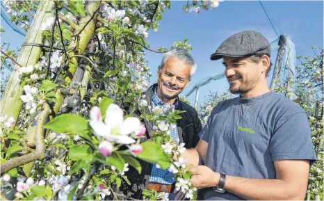  ?? FOTO: FELIX KAESTLE ?? Peter und Johannes Bentele (von links) begutachte­n die diesjährig­e Apfelblüte: Im vergangene­n Jahr verloren die Obstbauern aus Wellmutswe­iler durch Nachtfröst­e 70 Prozent ihrer Ernte. Eine Frostschut­zberegnung auf Teilfläche­n ihrer Plantange...