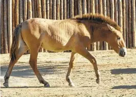  ?? KEN BOHN SAN DIEGO ZOO WILDLIFE ALLIANCE ?? Ollie, the second successful­ly cloned Przewalski’s horse, is a product of a living cell line preserved by the San Diego Zoo Wildlife Alliance Biodiversi­ty Bank.