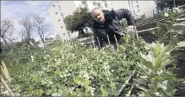  ??  ?? Sala, locataire d’une parcelle, chouchoute ses plants de fèves…