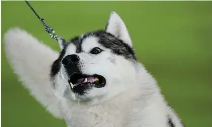  ?? ?? Strangers pointed out that Barnes had killed a husky, not a wolf pup. Photograph: Frank Franklin II/AP