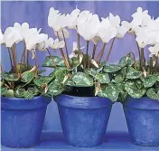  ??  ?? Pot up some cyclamen with marbled foliage