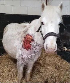  ??  ?? The rescued pony, named Kay, is recovering well under the care of the Irish Horse Welfare Trust.