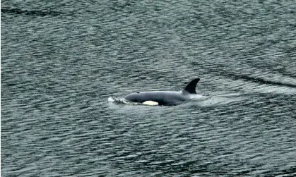  ?? ?? The orphaned two-year-old female orca calf swims in a lagoon near Zeballos, British Columbia, on 11 April. Photograph: Chad Hipolito/AP