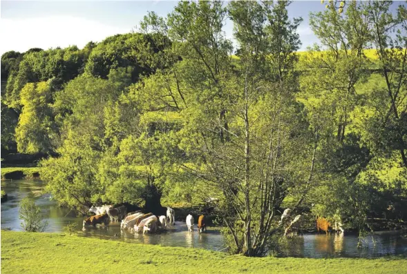  ?? PHOTOGRAPH: TIM GRAHAM/GETTY ?? Too much manure in rivers leads to a build-up of plantlife in the water which in turn chokes aquatic life