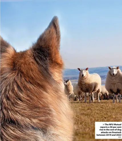  ?? NSA ?? > The NFU Mutual reports a 50 per cent rise in the cost of dog attacks on livestock between 2019 and 2022