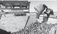  ?? PAUL W. GILLESPIE/CAPITAL GAZETTE ?? The Chesapeake Bay oyster population is now a fraction of what was once harvested in a single year.