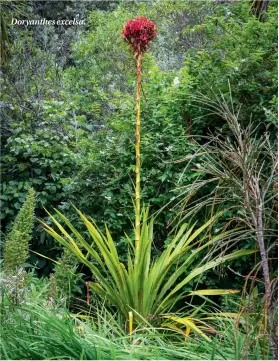  ??  ?? Doryanthes excelsa.