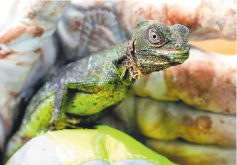  ?? JAIME MORENO VARGAS/ADN ?? Si bien Ecopetrol respondió por la recuperaci­ón de la fauna y flora, muchas especies murieron.