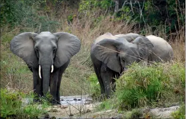  ??  ?? L’importatio­n des défenses d’éléphant « trophées de chasse » n’est pas concernée par la mesure.