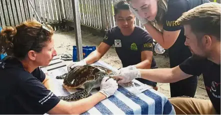  ??  ?? Cowabunga dude: Veterinari­ans from Sabah’s wildlife rescue unit and Scuba Junkies SEAS giving Leonardo a final check before the green sea turtle is released back into the ocean in Sabah’s Pulau Mabul.