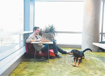  ?? AAron Ontiveroz, Denver Post file ?? Community operations manager Andy Bravo works as Bruno sits nearby at the Google campus in Boulder this year. The campus is part of an expansion of tech office space happening along the Front Range.