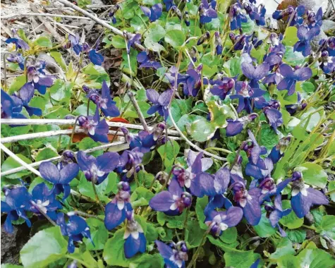  ?? Foto: Hassan ?? Zu den ersten Frühjahrsb­lühern im Garten gehören die Veilchen. Sie verbreiten nicht nur einen zarten Duft, sondern schmecken auch in Kuchen und Salat.