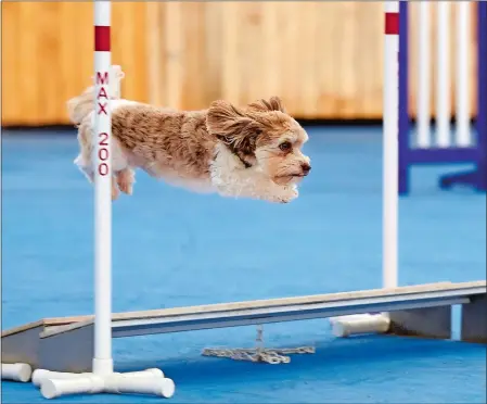  ?? SEAN D. ELLIOT/THE DAY ?? Barbara Cordell’s Havanese, Bear, leaps through the course during a canine agility class at Mary Champagne’s Agility Facility in Salem. Agility Facility, in space adjacent to Burnett’s Landscapin­g on Route 85, will celebrate its first anniversar­y next...