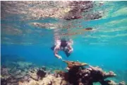  ?? IAN HEWSON/CORNELL UNIVERSITY VIA AP ?? In 2022, Cornell University graduate student Brayan Vilanova Cuevas collects a sample from the surface of corals in St. Thomas, U.S. Virgin Islands.