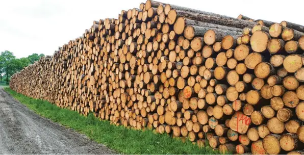  ?? Foto: Jürgen Kircher/Stadt Augsburg ?? Holz aus städtische­n Forsten musste im vergangene­n Jahr noch teilweise eingelager­t werden (Bild). Jetzt ist Holz stark nachgefrag­t, die Preise sind ungewöhnli­ch schnell stark gestiegen.