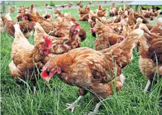  ??  ?? Chlorine-washed chicken from the US has become an unlikely topic of free trade debate