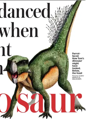  ?? Pictures: ALAMY/ WOOLLEY & WALLIS/BNPS ?? Parrotface­d: How Tom’s dinosaur might have looked. Below, the fossil