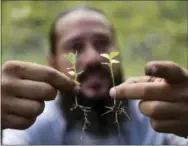  ?? CARLOS GIUSTI — THE ASSOCIATED PRESS ?? Manuel Sepulveda, a nursery management coordinato­r with Para la Naturaleza, a non-profit organizati­on, holds a couple of native oak seedlings, in one of its nurseries in the in Rio Piedras Botanical Garden, in San Juan, Puerto Rico.