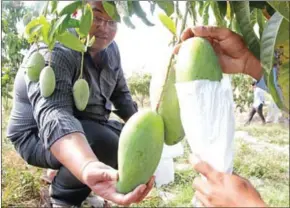  ?? HENG CHIVOAN ?? A mango farm manager inspects fruit at a grove in Preah Sihanouk province in 2014.