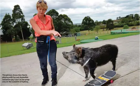  ??  ?? This picture shows Ann Harris playing with her pet Australian miniature pig 'Coco' on her property on the outskirts of Sydney.