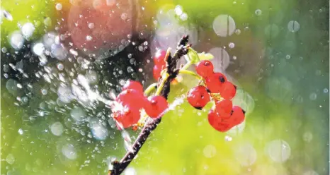  ?? FOTO: ROLAND WEIHRAUCH/DPA ?? Manche Pflanzen brauchen viel Wasser, andere wenig – bei vielen automatisc­hen Bewässerun­gen kann man solche Dinge einstellen.