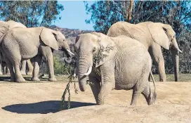  ??  ?? Afrikanisc­he Elefanten im Zoo von San Diego. Die Elefantenk­uh in der Mitte heißt Swazi und lieferte für die Studie ein Referenzge­nom. Pullmann