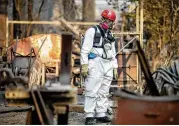  ?? YORK TIMES ERIC THAYER / NEW ?? A search and rescue team member looks for victims’ remains Friday in Paradise, Calif. The blaze destroyed 9,700 houses and 144 apartment buildings.