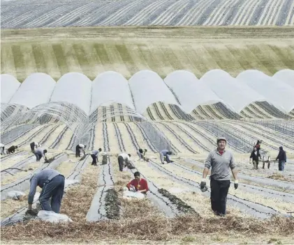  ??  ?? 0 Soft fruit workers plant strawberri­es at a Tayside farm – but now some of the harvest has had to be left to rot