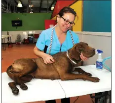  ?? NWA Democrat-Gazette/FLIP PUTTHOFF ?? Angela Johnson with the Rogers city animal shelter gets a dog ready for surgery during a spay and neuter event in 2016, sponsored by Spay Arkansas in Rogers. The “Spayghetti and No Balls” benefit Oct. 14 will help support Spay Arkansas’ “Fixed for the...