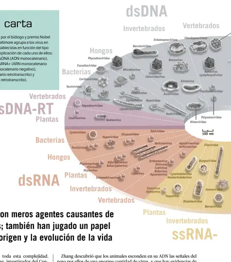  ??  ?? En esta infografía se combina la clasificac­ión de Baltimore con subgrupos establecid­os en función del tipo de organismos a los que atacan los virus: animales, plantas, bacterias, hongos...