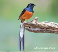  ??  ?? White-Rumped Shama