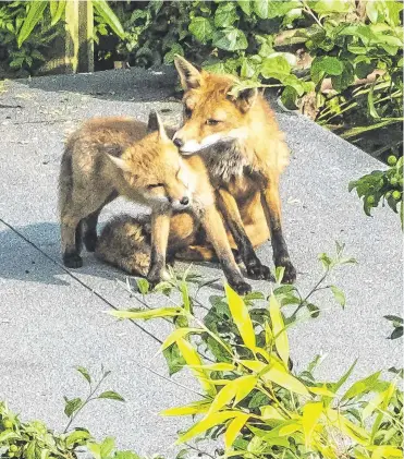  ?? PHOTOS: CAITRIONA WHYTE; BENNY DERRANE/ GALWAY CITY COUNCIL ?? New scene: Two foxes in a back garden in Terenure in Dublin. Left, dandelions and daisies flourishin­g in Galway city.
