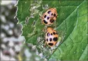  ?? WALTER REEVES FOR THE ATLANTA JOURNAL-CONSTITUTI­ON ?? Squash beetles closely resemble lady beetles, but they are voracious feeders on bean, pea and squash leaves.