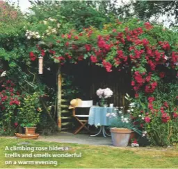  ??  ?? A climbing rose hides a trellis and smells wonderful on a warm evening