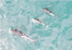  ?? NOAA FISHERIES, VANCOUVER AQUARIUM VIA ASSOCIATED PRESS ?? A drone image shows Puget Sound orcas in 2015. Transport Canada guidelines say drones should stay at least 150 metres away from animals.