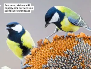  ?? ?? Feathered visitors will happily pick out seeds on spent sunflower heads
