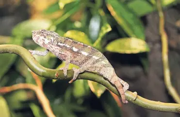  ?? FOTO: AQUAZOO ?? Chamäleons sind Meister der Tarnung. Tiere mit solchen Eigenschaf­ten stehen im Aquazoo im Mittelpunk­t