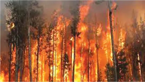  ?? ?? Plantation­s normally experience big fires and tend to lose more as this involves commercial timber