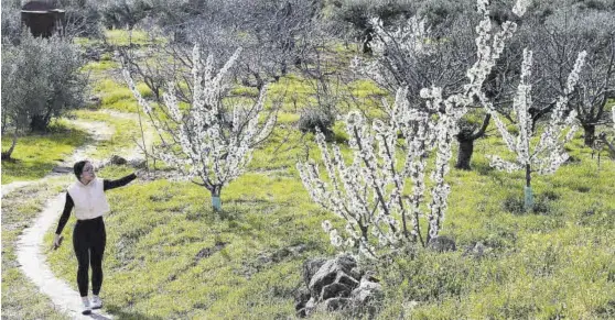 ?? TONI GUDIEL ?? En Valdastill­as Primeros cerezos florecidos en el Valle del Jerte por el inusual calor de febrero. ▷