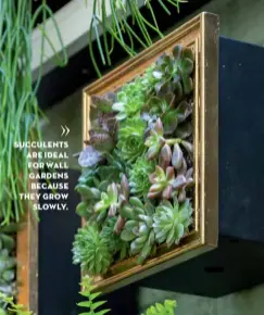  ??  ?? SUCCULENTS ARE IDEAL FOR WALL GARDENS BECAUSE THEY GROW SLOWLY.
