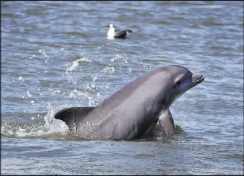  ?? Steve Gonzales The Associated Press ?? A dolphin leaps Nov. 15 from Galveston Bay in Seabrook, Texas. After Hurricane Harvey, Galveston Bay dolphins turned up malnourish­ed and covered with skin lesions, which researcher­s believe is related to the inundation of freshwater into the bay.