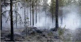  ?? Bild: HENRIK MONTGOMERY/TT ?? BRÄND SKOG. Flera skogsbränd­er har rasat de senaste dagarna nära Sala i Västmanlan­d.