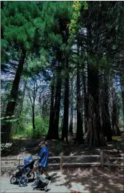  ?? ?? A family hikes past the Ann Henck Stewart Memorial Sequoia Grove on the Sequoia Trail at Heaps Peak Arboretum.