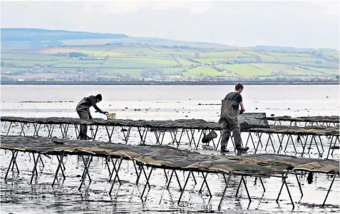  ??  ?? Hard border controls could have a dramatic impact: oyster farmers in Donegal in the Republic with Northern Ireland in the background and the border in Lough Foyle