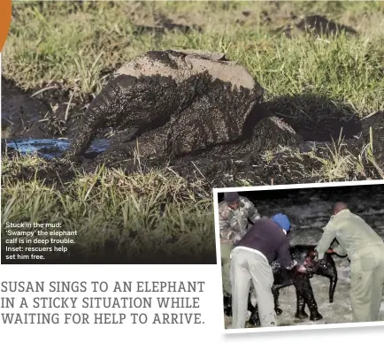  ??  ?? Stuck in the mud: ‘Swampy’ the elephant calf is in deep trouble. Inset: rescuers help set him free.