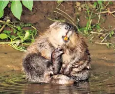  ??  ?? The beaver was hunted to extinction in Britain, but has successful­ly been reintroduc­ed